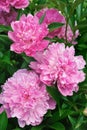 Bouquet of pink peonies