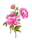 A bouquet of pink peonies in Chinese, Japanese, Korean, Oriental style.