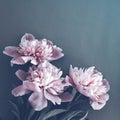 Bouquet of pink peonies on a dark surface, closeup, top view