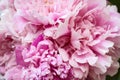 The bouquet of the pink peonies.