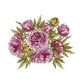 Bouquet of pink peonies. Hand-drawn floral collection of festive decor. Vector illustration