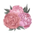 bouquet of pink peonies illustration composition isolated on white background