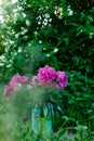 Bouquet of pink peonies in milk can in garden Royalty Free Stock Photo