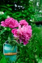 Bouquet of pink peonies in milk can in grass Royalty Free Stock Photo