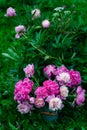 Bouquet of pink peonies in milk can standing near peony bush in garden, closeup view Royalty Free Stock Photo