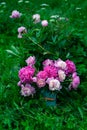 Bouquet of pink peonies in milk can standing near peony bush in garden, closeup view Royalty Free Stock Photo