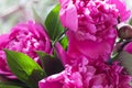 bouquet of pink peonies. summer day. greeting card Royalty Free Stock Photo