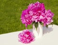 A bouquet of pink peonies in a vase. Royalty Free Stock Photo