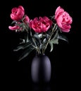 Bouquet of pink peonies in a vase Royalty Free Stock Photo