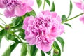 Bouquet of pink peony flowers isolated on white background Royalty Free Stock Photo