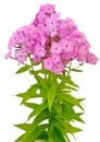 Bouquet of pink phlox