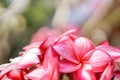 The bouquet of pink plumerias flowers