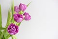 Bouquet of pink purple tulips on a light background. Holiday card Royalty Free Stock Photo
