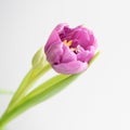 Bouquet of pink purple tulips on a light background. Holiday card Royalty Free Stock Photo