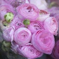 The Bouquet of pink Ranunculaceae for sale