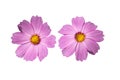 Bouquet of Pink and red cosmos flower on isolated white background. Royalty Free Stock Photo