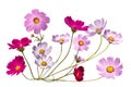 Bouquet of Pink and red cosmos flower on isolated white background. Royalty Free Stock Photo