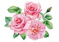 Bouquet pink rose, beautiful flower on isolated white background, watercolor illustration for wedding Royalty Free Stock Photo