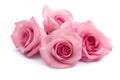 A bouquet of pink roses on a clean white surface Royalty Free Stock Photo