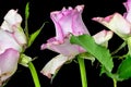 Bouquet of pink roses close-up Royalty Free Stock Photo