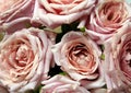 Bouquet of Pink Roses with Dew