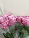 Bouquet of pink roses. A gift . Festive bouquet of flowers.