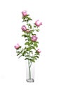 Bouquet of pink roses in a glass square vase isolated on a white background Royalty Free Stock Photo