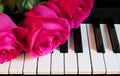 Bouquet of pink roses on the piano. Flowers on a musical instrument. Greeting card. International women`s day, mother`s day, Royalty Free Stock Photo