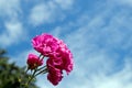 A bouquet of pink roses shot from close range on the background of the summer blue cloudy sky. Royalty Free Stock Photo