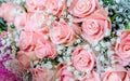 Bouquet of pink roses with small briliants Royalty Free Stock Photo