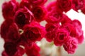 Bouquet of pink roses in a vase, closeup view