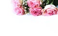 A bouquet of pink roses on a white background. A delicate festive floral arrangement. Royalty Free Stock Photo