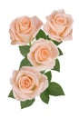 Bouquet of pink roses on a white background. Isolated. Royalty Free Stock Photo