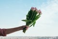 A bouquet of pink tulip flowers in male hand against blue sky ba Royalty Free Stock Photo