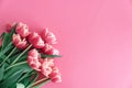 Bouquet of pink tulips on pink background. Anniversary celebration concept. Copy space. Top view Royalty Free Stock Photo