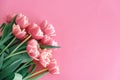 Bouquet of pink tulips on pink background. Anniversary celebration concept. Copy space. Top view Royalty Free Stock Photo