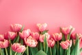 Bouquet of pink tulips on pink background. Anniversary celebration concept. Copy space. Top view Royalty Free Stock Photo