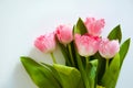 A bouquet of pink tulips. beautiful spring flowers. background for decoration for the Easter holiday. Royalty Free Stock Photo