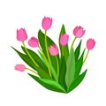 Bouquet of pink tulips isolated on white background