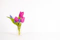 Bouquet of pink tulips and blue flowers isolated on white background Royalty Free Stock Photo