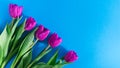 bouquet of fresh purple tulips on a blue background with free space for text, top view