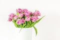 Bouquet of pink tulips in bucket. Fresh spring easter flower. White background , copy space