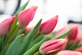 Bouquet of pink tulips close-up, a beautiful bouquet of tulips on the background of nature. Spring landscape. Floral Royalty Free Stock Photo
