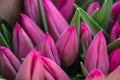 Bouquet of pink tulips close-up, a beautiful bouquet of tulips on the background of nature. Spring landscape. Floral Royalty Free Stock Photo