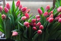 Bouquet of pink tulips close-up, a beautiful bouquet of tulips on the background of nature. Spring landscape. Floral Royalty Free Stock Photo