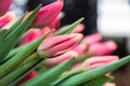 Bouquet of pink tulips close-up, a beautiful bouquet of tulips on the background of nature. Spring landscape. Floral background Royalty Free Stock Photo