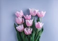 Bouquet of Pink tulips flowers over light blue background. Greeting card or wedding invitation. Flat lay, top view, copy space. Royalty Free Stock Photo