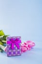 Bouquet of pink tulips with gift box on blue wooden background Royalty Free Stock Photo