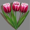 Bouquet of pink tulips on gray