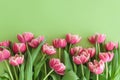 Bouquet of pink tulips on green background. Anniversary celebration concept. Copy space. Top view Royalty Free Stock Photo